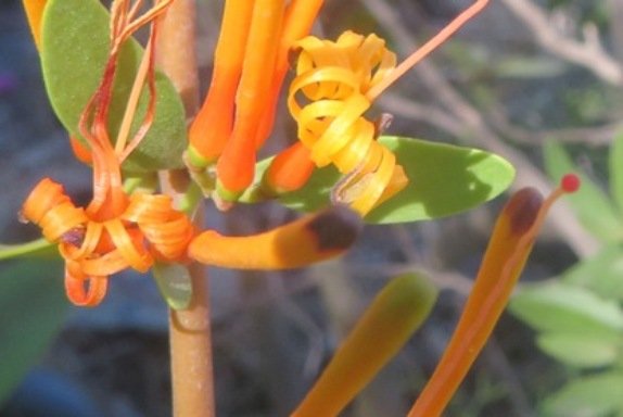 Moquiniella rubra corolla base bulges